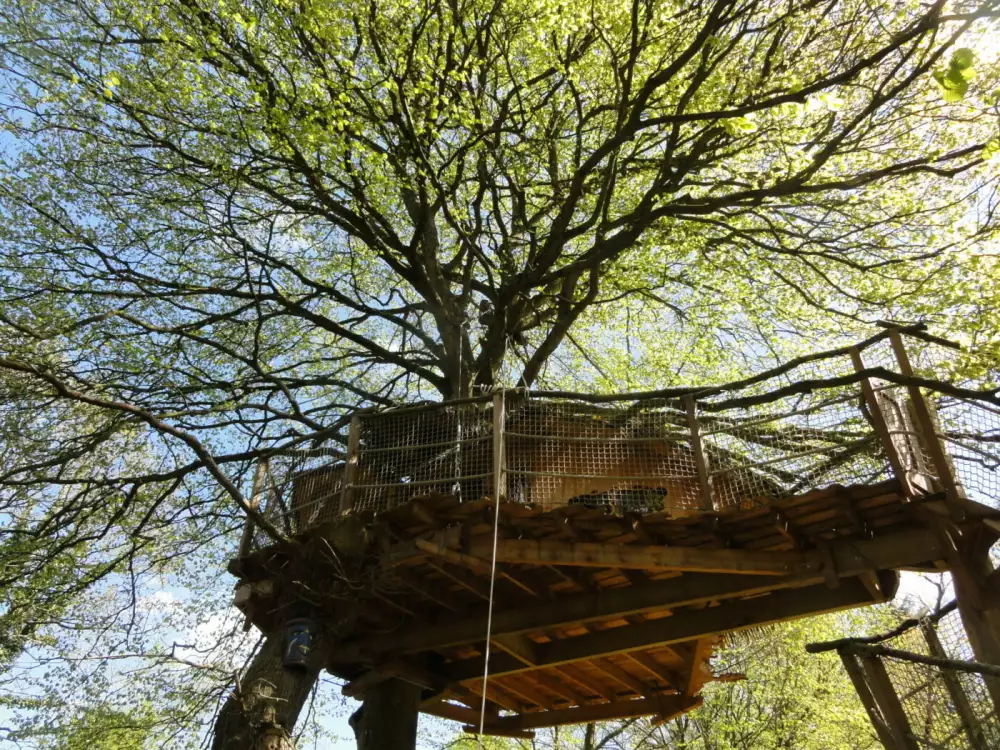 Cabane Gunnera